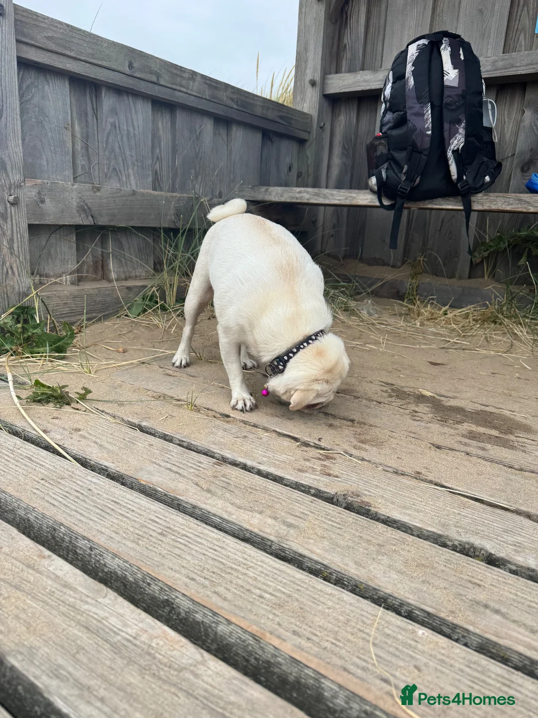 Pug dogs for sale: My pip - Advert 15