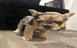 French Bulldog dogs for sale: 4 French bulldog puppies  - Image 20