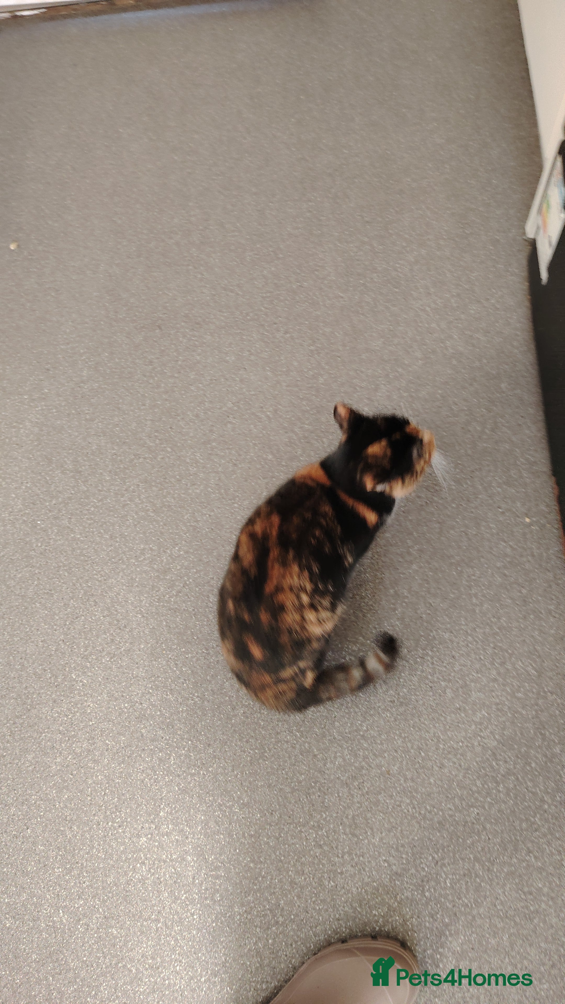 Mixed Breed cats  **  calico 9 month old female  - Advert 3