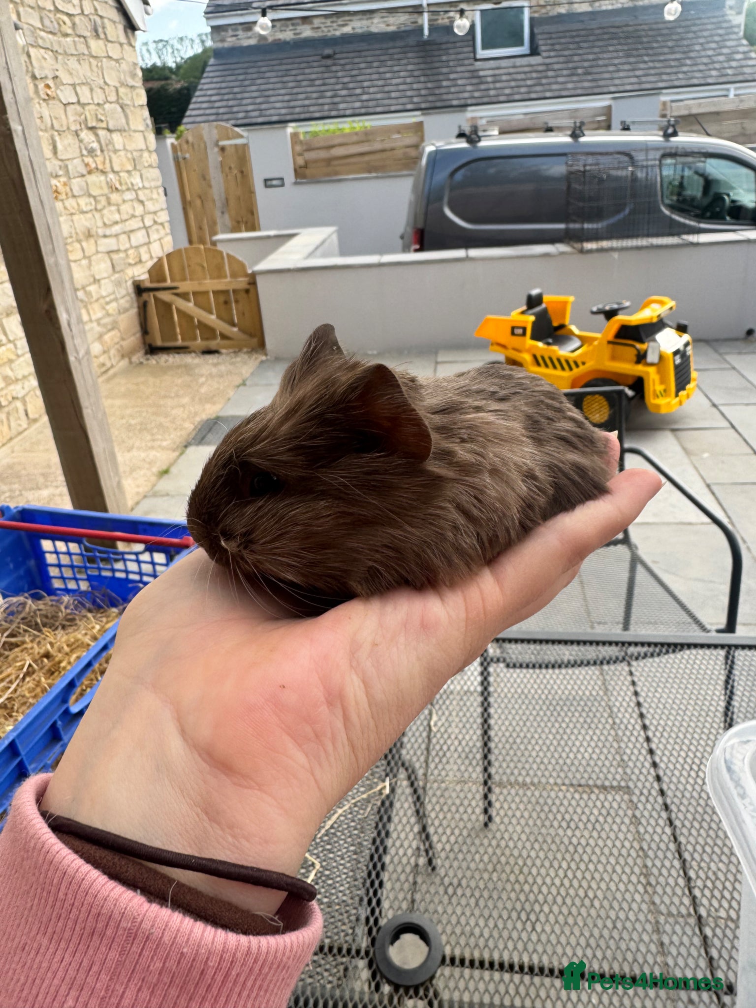 Guinea Pig rodents Baby guinea pigs  - Advert 2