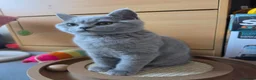 British Shorthair cats for sale: Only 1 burgundy boy left - Advert 5
