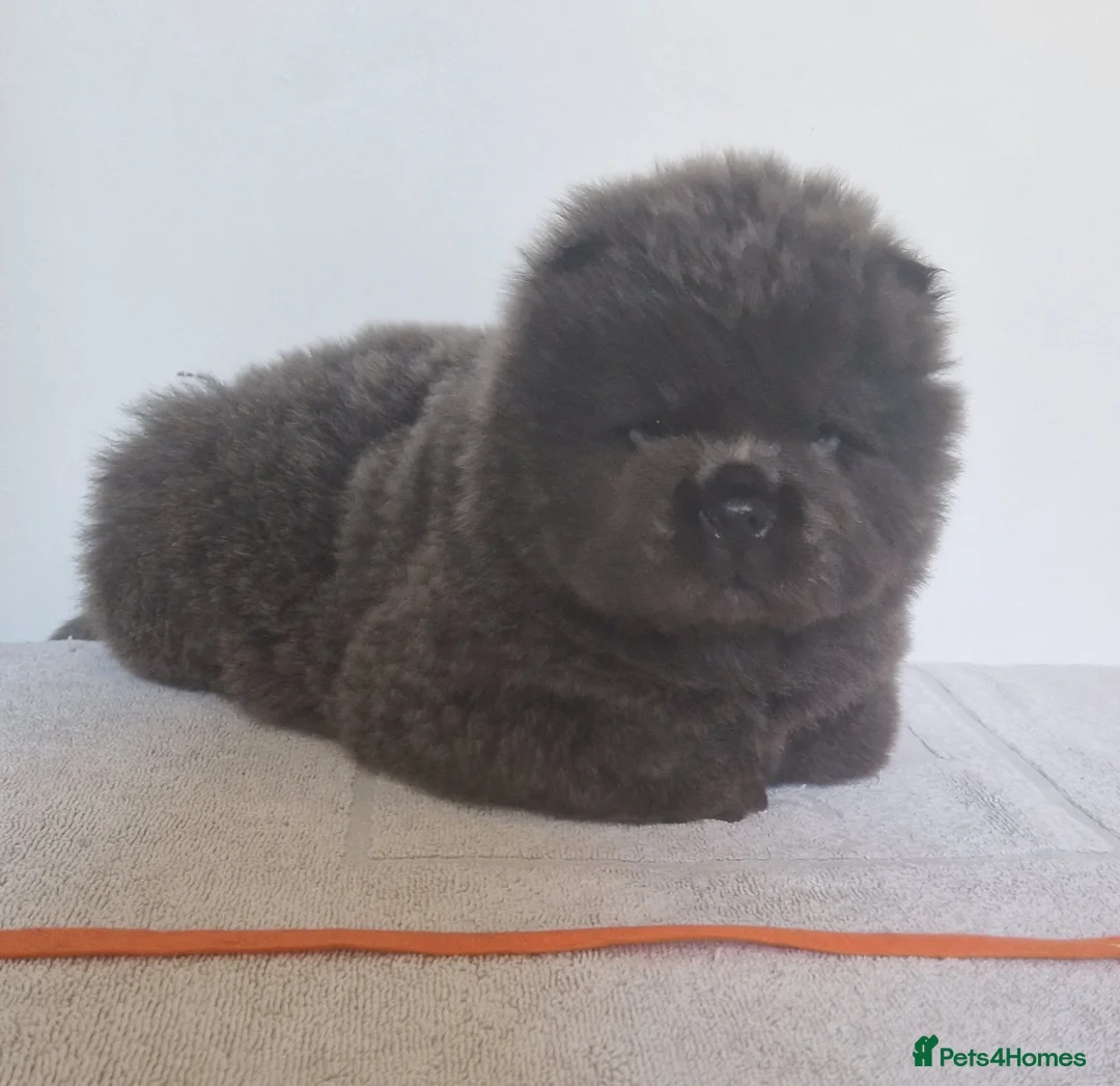 Chow Chow dogs for sale: blue kc registered chow chow puppies - Advert 40