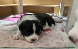 Border Collie dogs for sale: Border Collie Puppies (DNA clear tested parents) - Image 30