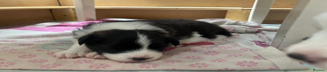 Border Collie Puppy 3
