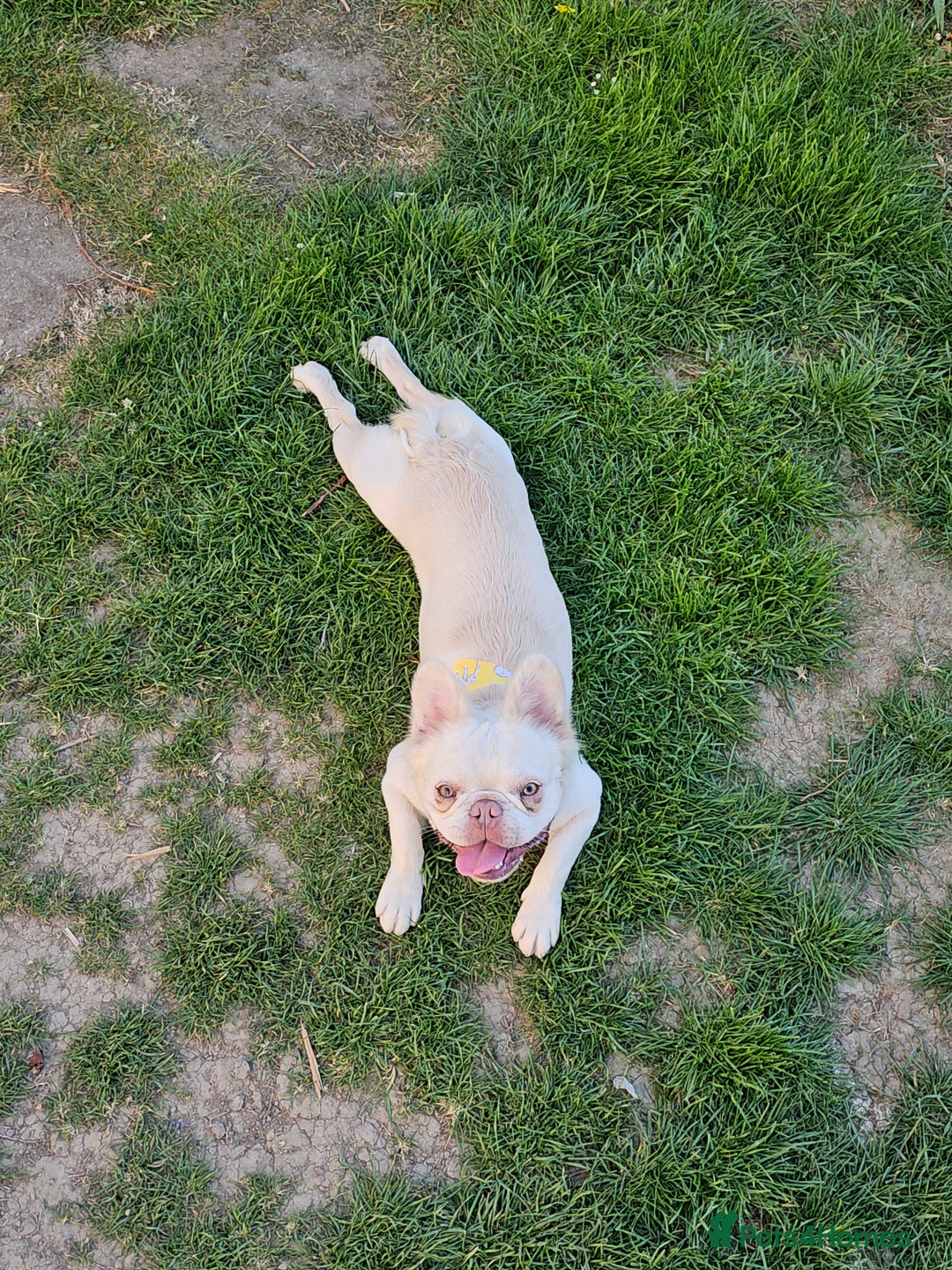 Mixed Breed dogs for sale: Micro exotic,s. - Advert 11