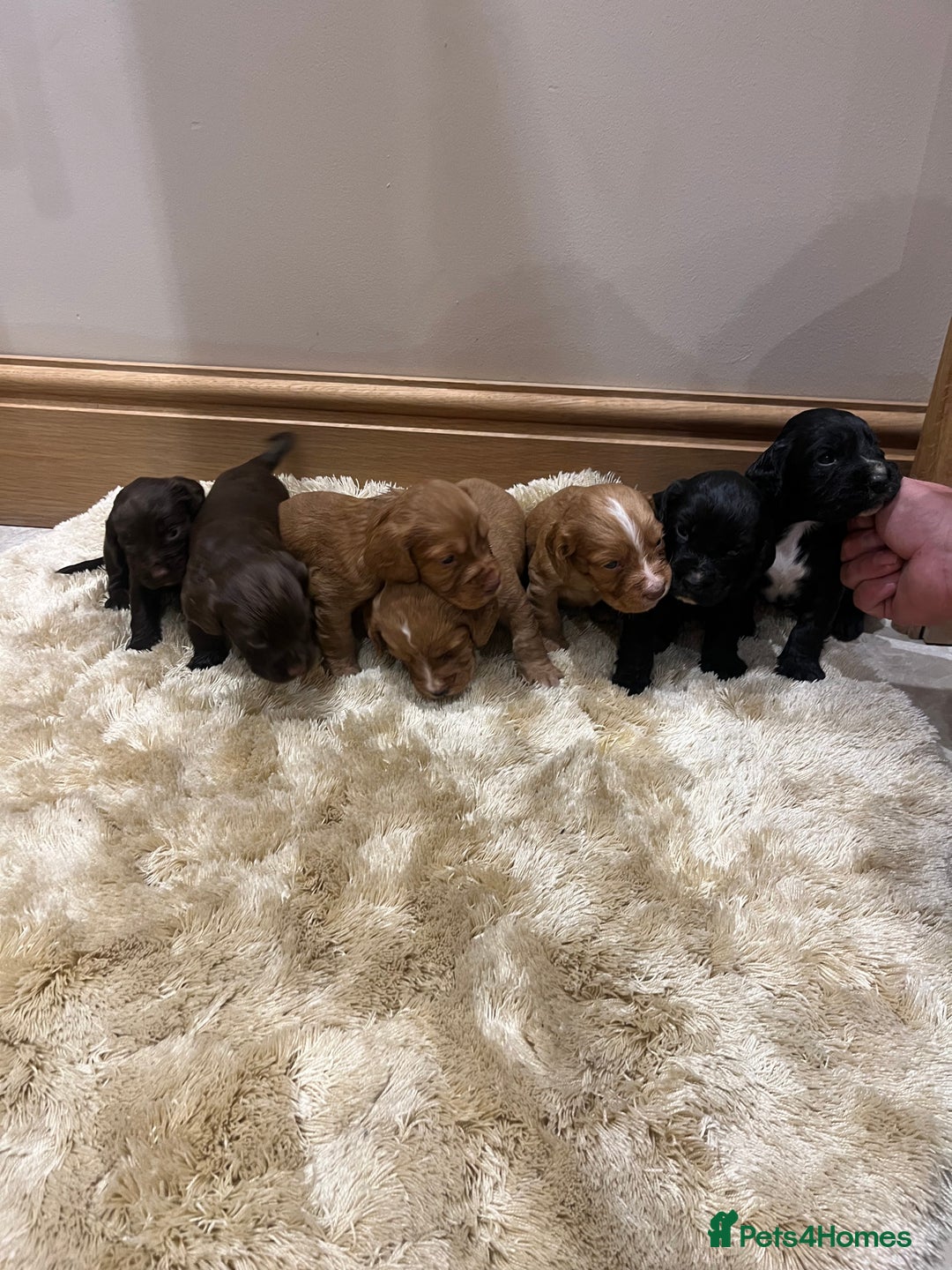 Cocker Spaniel dogs for sale: Pure bred, Cocker spaniels - Image 4