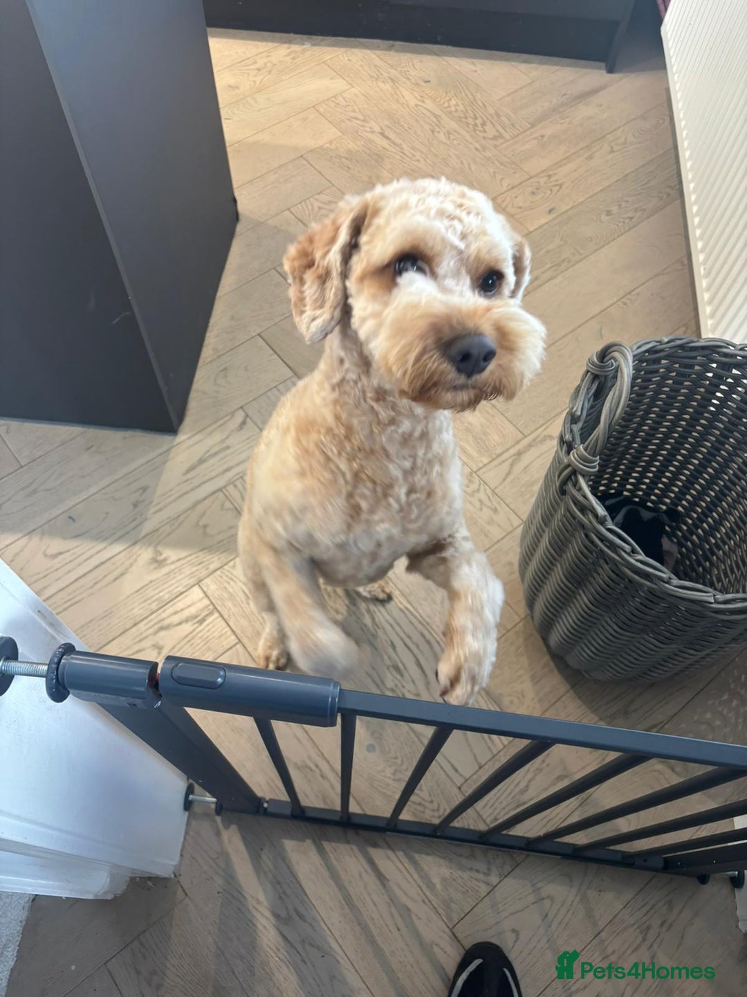 Cockapoo dogs for sale: Teddy / Ted / Tedwyn 🧸   - Image 4