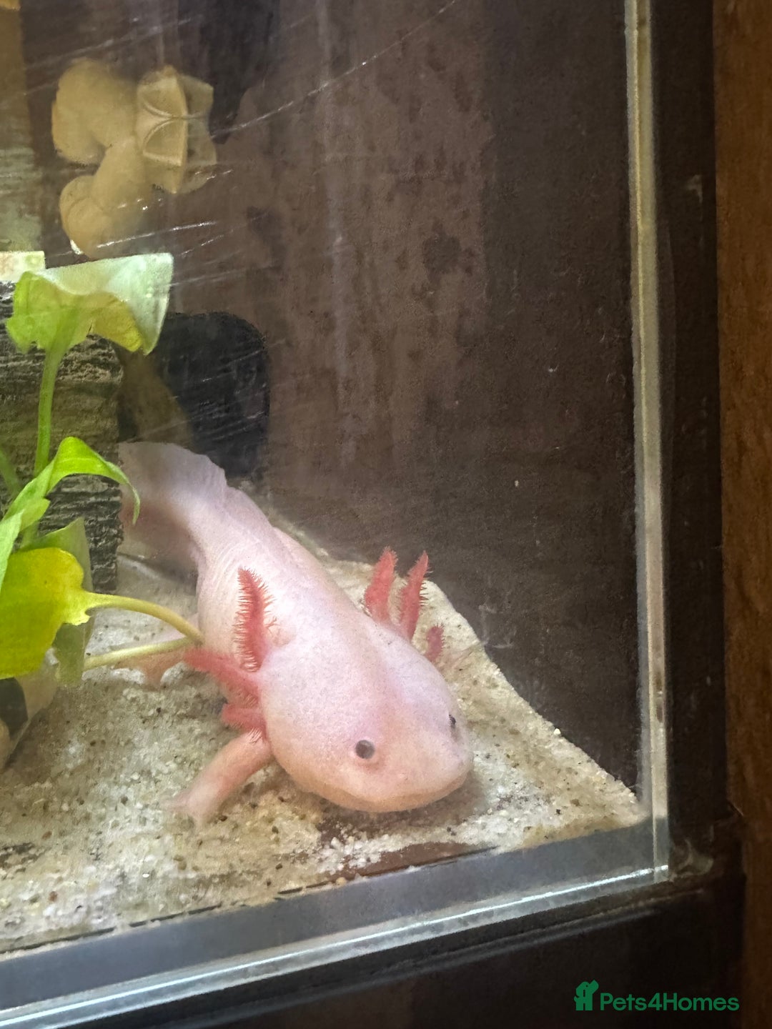 Axolotl reptiles for sale: Axolotl and full set up for sale - Advert 2