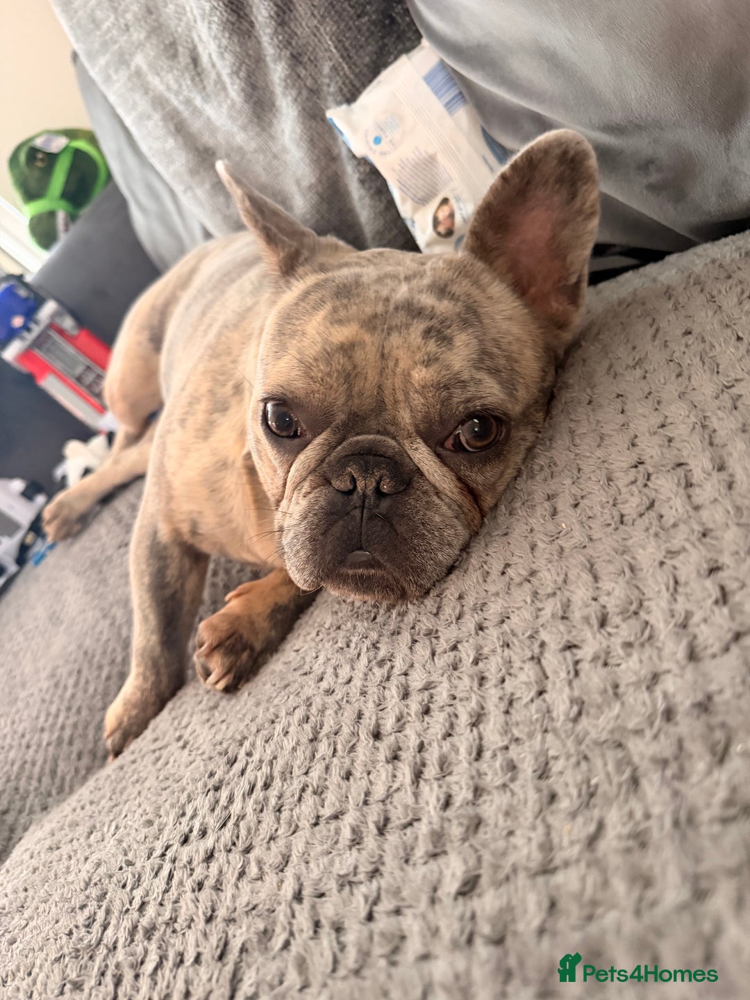 French Bulldog dogs for sale: French bulldog boy  - Image 2