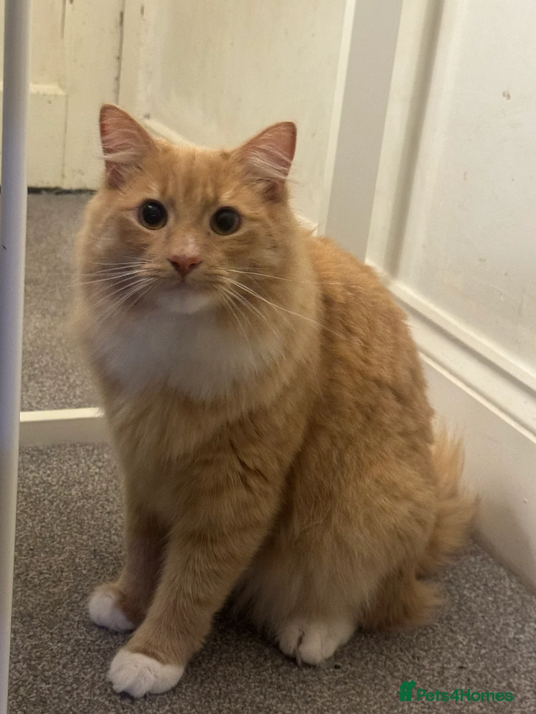 Maine Coon cats for sale: Ginger Maine coon  - Advert 1