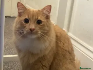 Maine Coon cats Ginger Maine coon - Advert 1