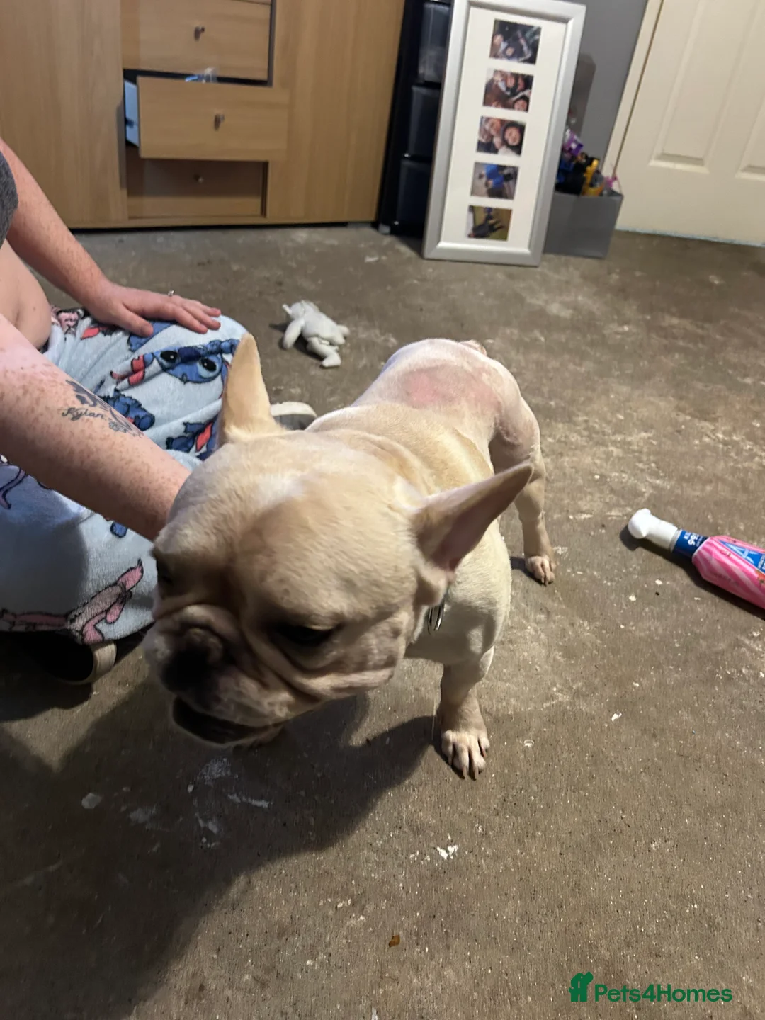 French Bulldog dogs for sale: French bulldog - Advert 4