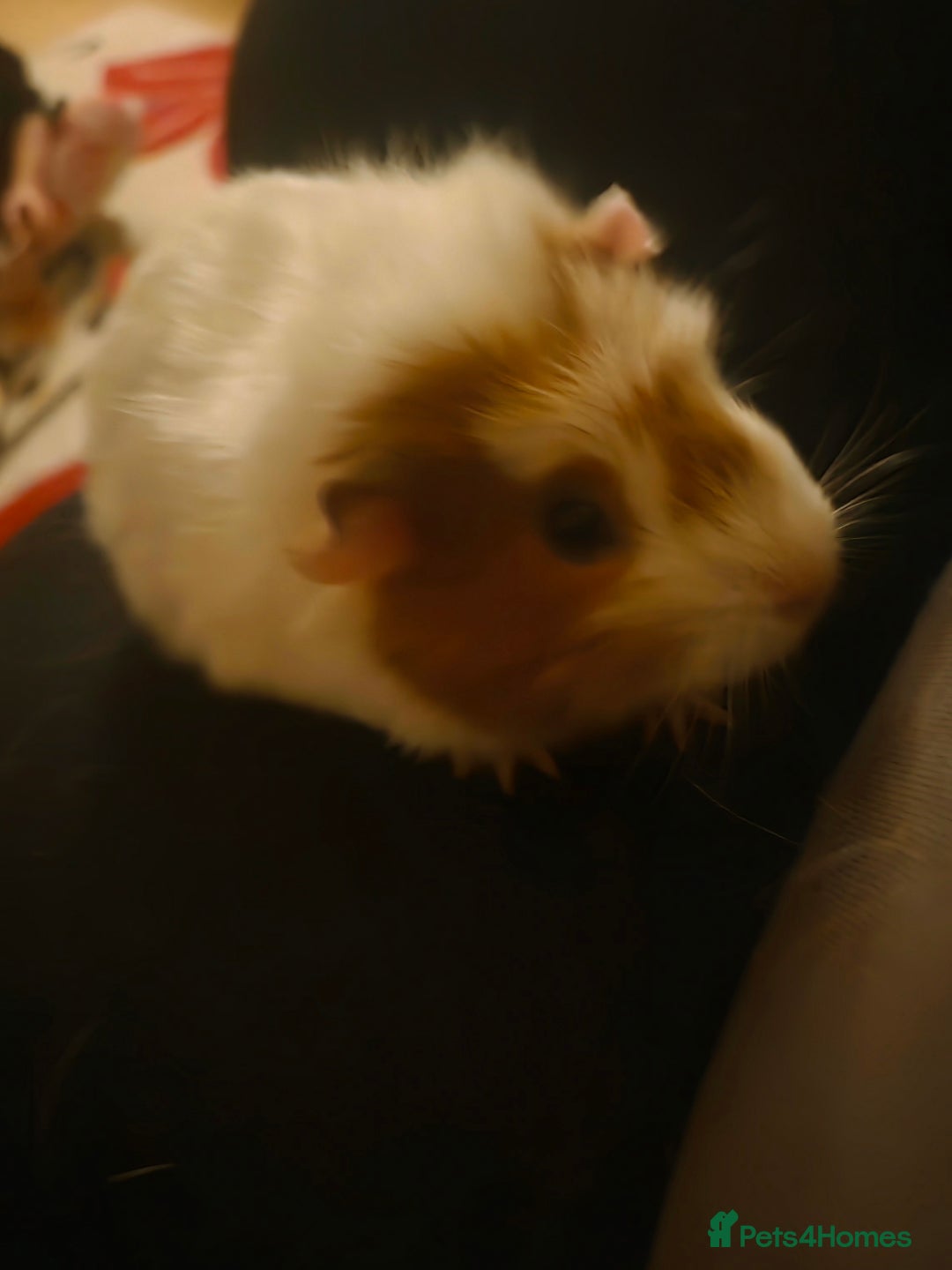 Guinea Pig rodents for sale: Baby female guinea pig - Image 4