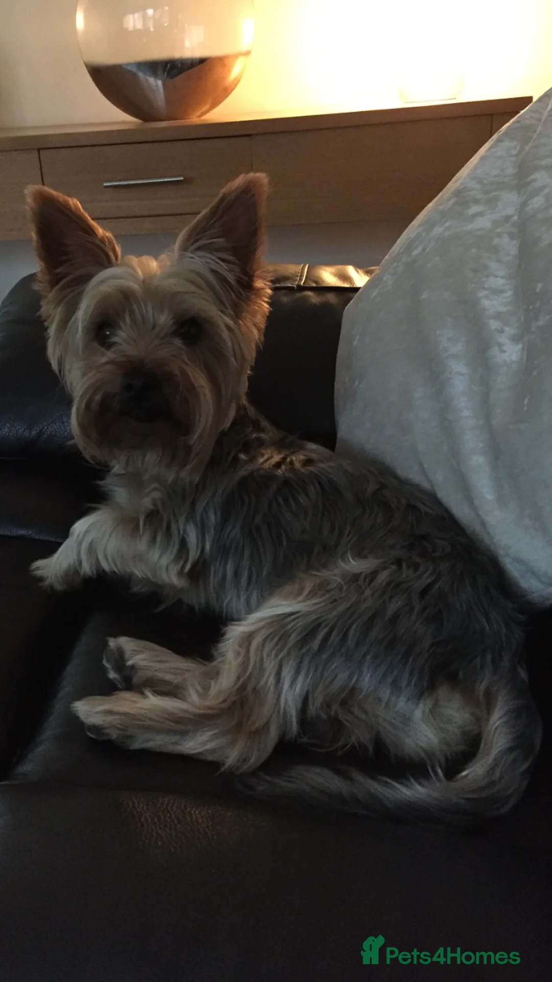 Yorkshire Terrier dogs for stud: PROVEN Dog for stud in Sunderland - Advert 8