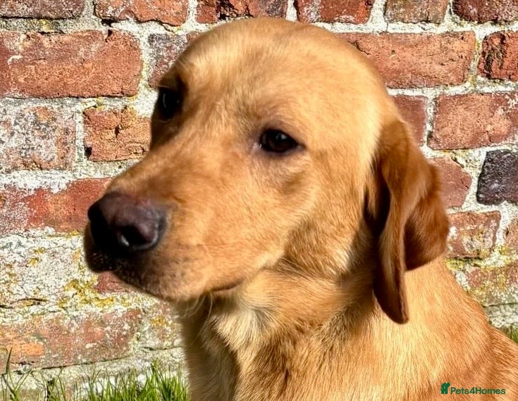 Labrador Retriever dogs Outstanding KC Registered Labrador Stud Available - Advert 5