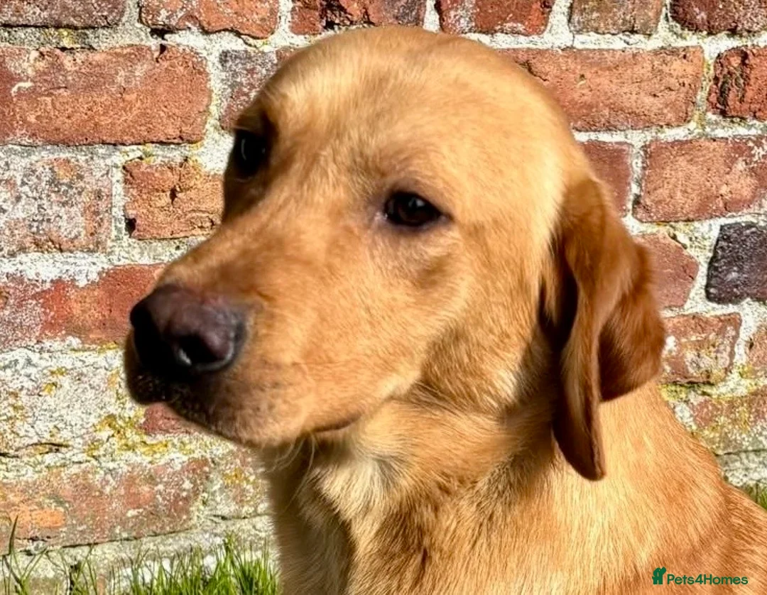 Labrador Retriever dogs for stud: Outstanding KC Registered Labrador Stud Available in Welshpool - Advert 1