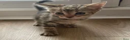 British Shorthair cats for sale: 4 x Beautiful Tortoiseshell Kittens  - Advert 3