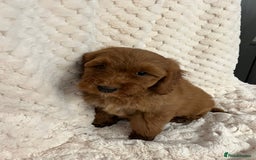 Cockapoo dogs for sale: F1 red cockapoo puppy's  - Image 2