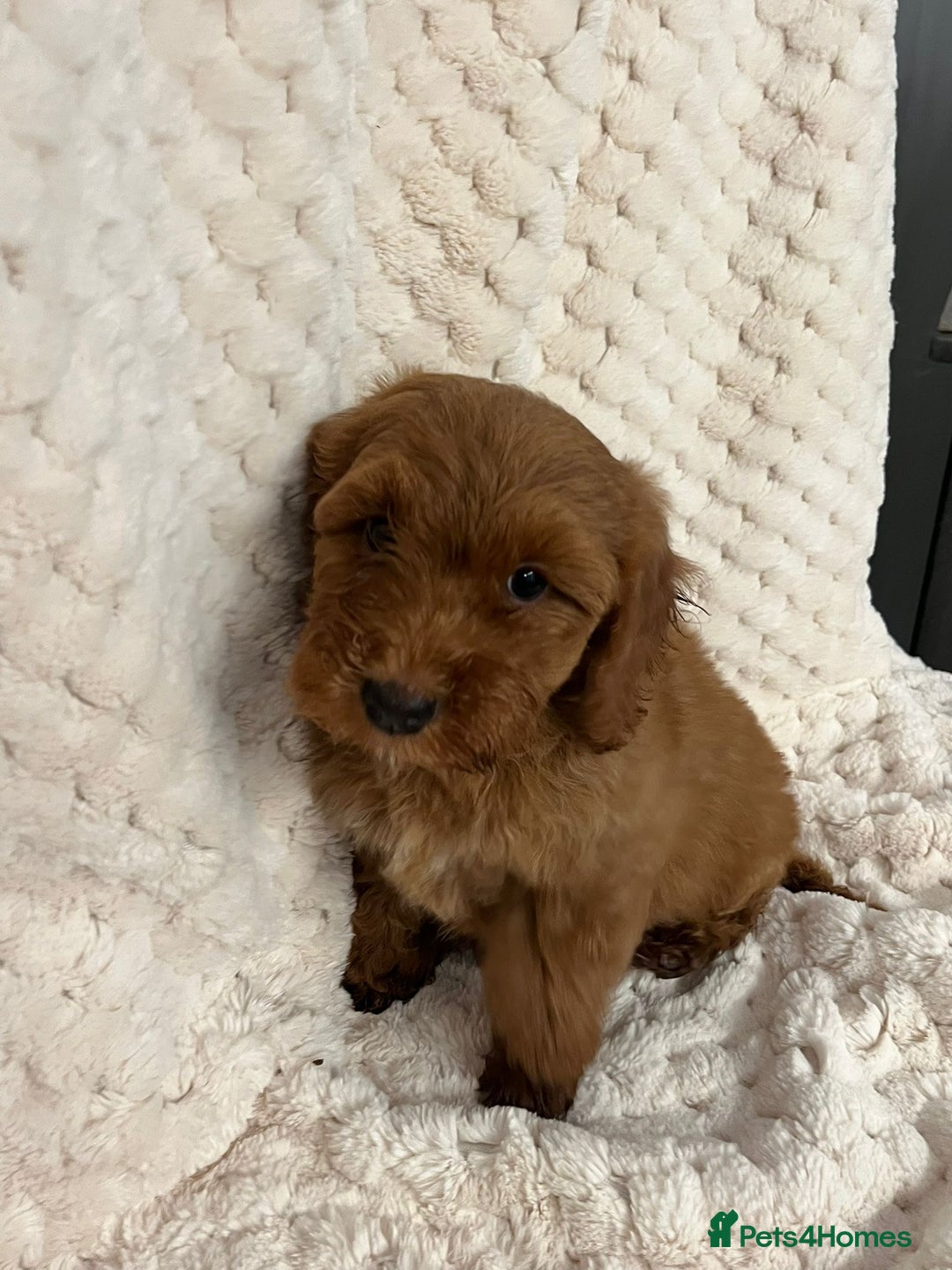 Cockapoo dogs for sale: F1 red cockapoo puppy's  - Image 2