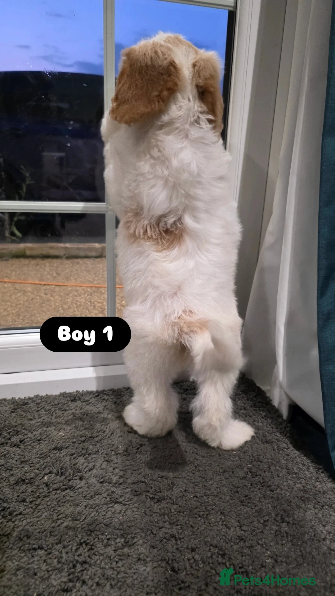 Cockapoo dogs for sale: Adorable Cockapoo pups 🦴🐾 - Image 4