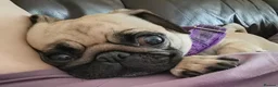 Pug dogs for sale: Three year old female pug called Ruby - Advert 3