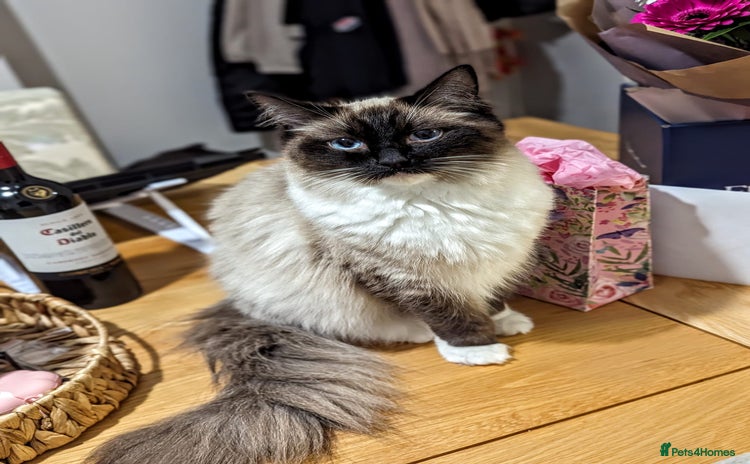 Ragdoll cats - Advert 7