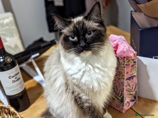 Ragdoll cats for sale - Advert 1