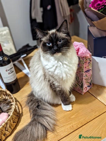 Ragdoll cats - Advert 7