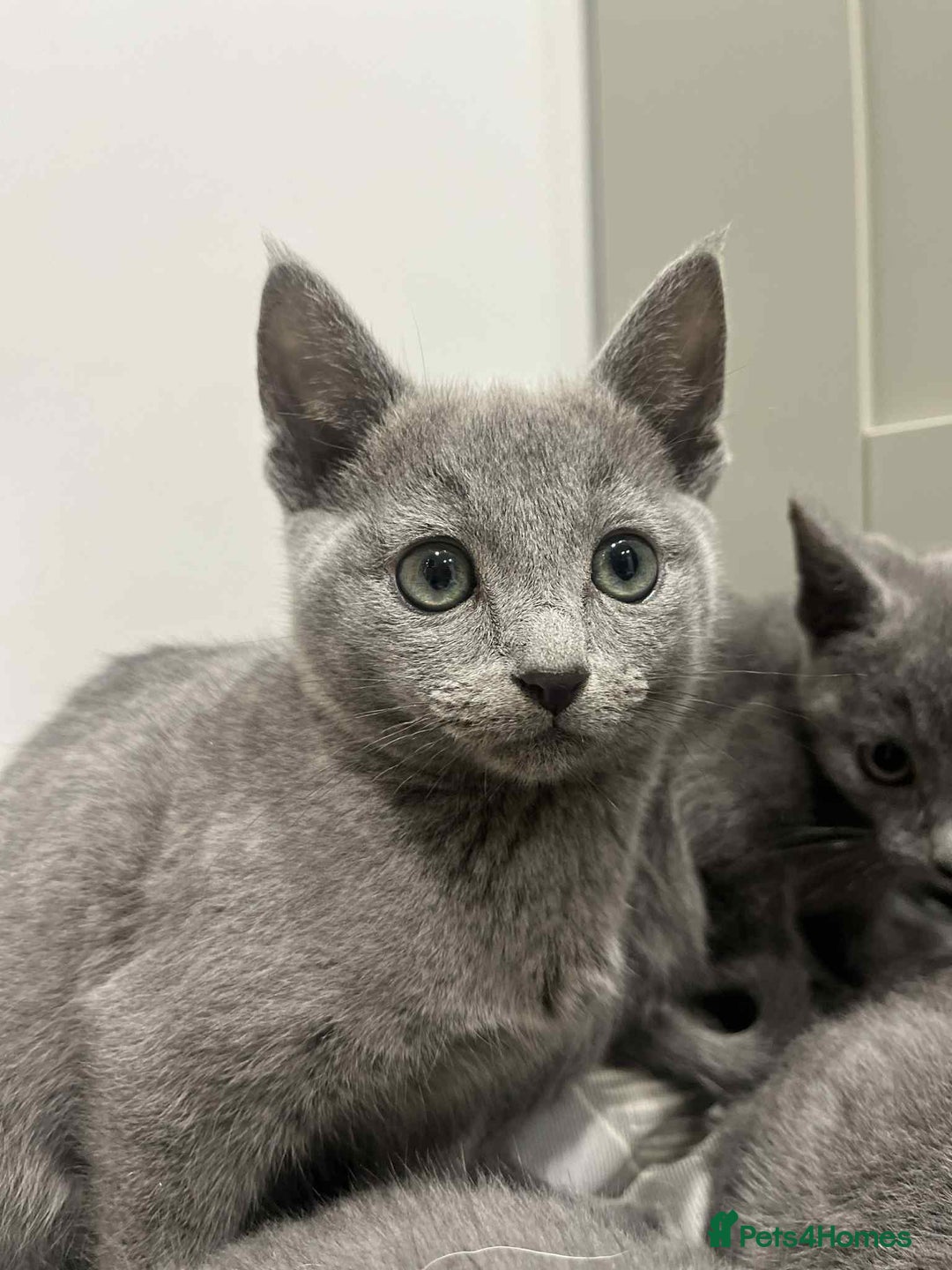 Russian Blue cats for sale: Stunning GCCF Russian Blue Kittens  - Advert 9