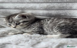British Shorthair cats for sale: Gorgeous British Short-hair cross Kittens  - Image 6