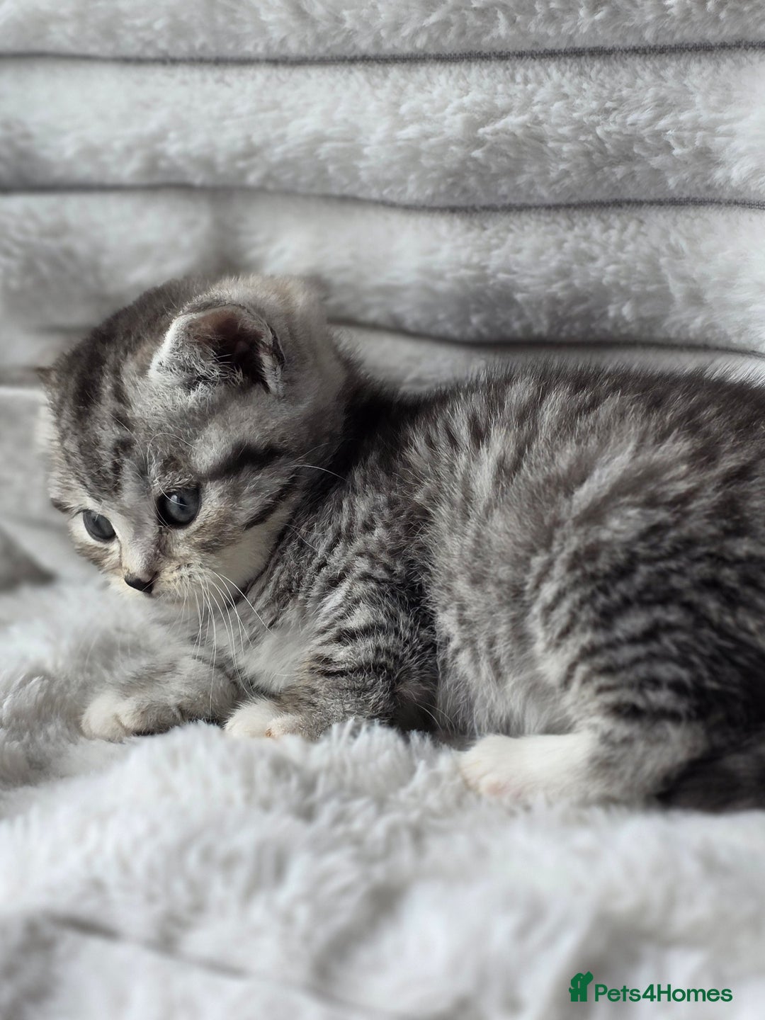 British Shorthair cats for sale: Gorgeous British Short-hair cross Kittens  - Image 6