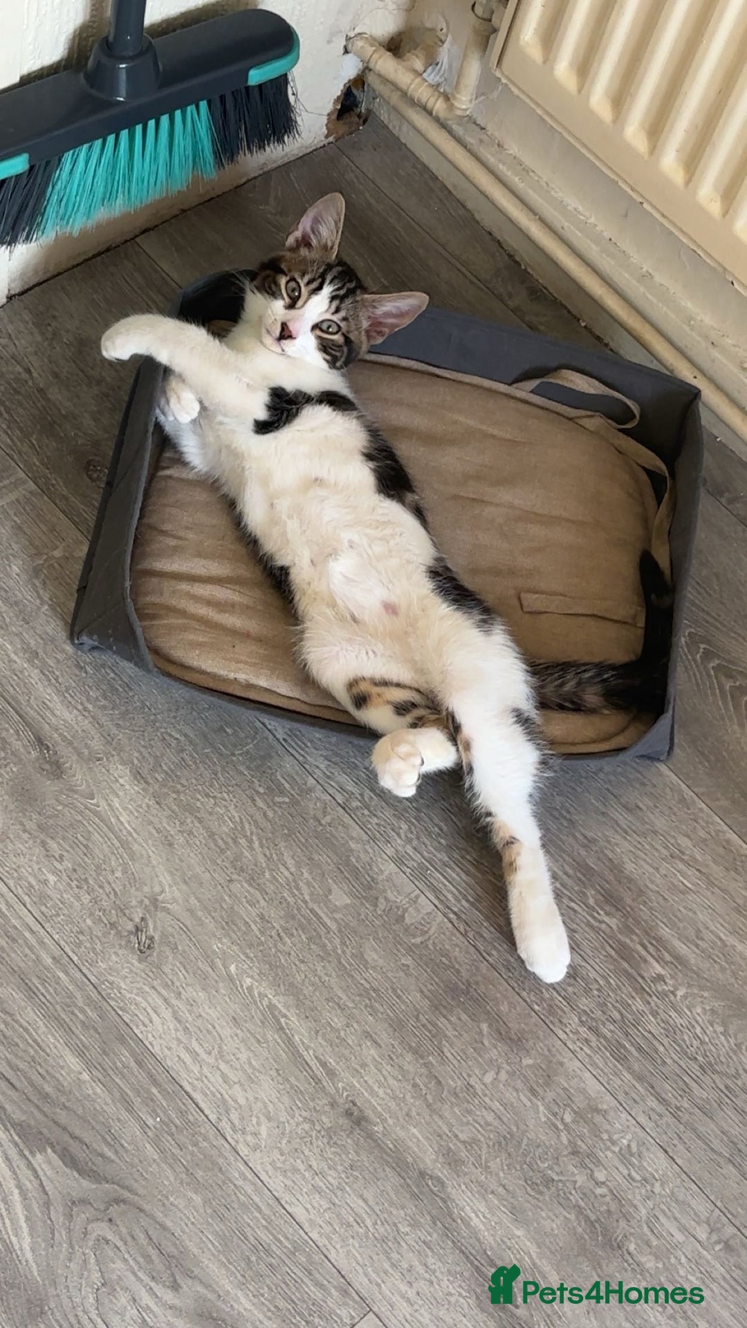 British Longhair cats for sale: Domestic British long hair male kitten  - Advert 1