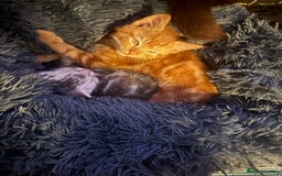 Mixed Breed cats for sale: British short haired / bengal kittens  - Image 2