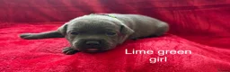 Staffordshire Bull Terrier dogs for sale: 8 stunning Stafford bull terrier puppies - Advert 31