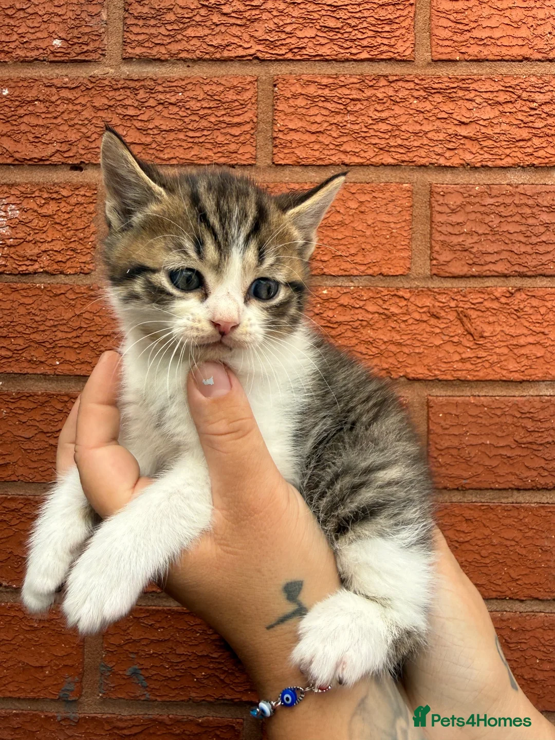 British Shorthair cats for sale: British shorthair cross - Advert 12