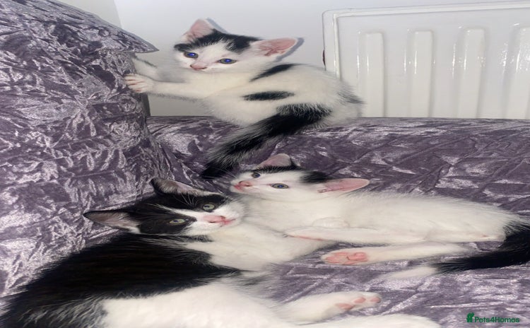 Domestic Shorthair cats - Advert 4