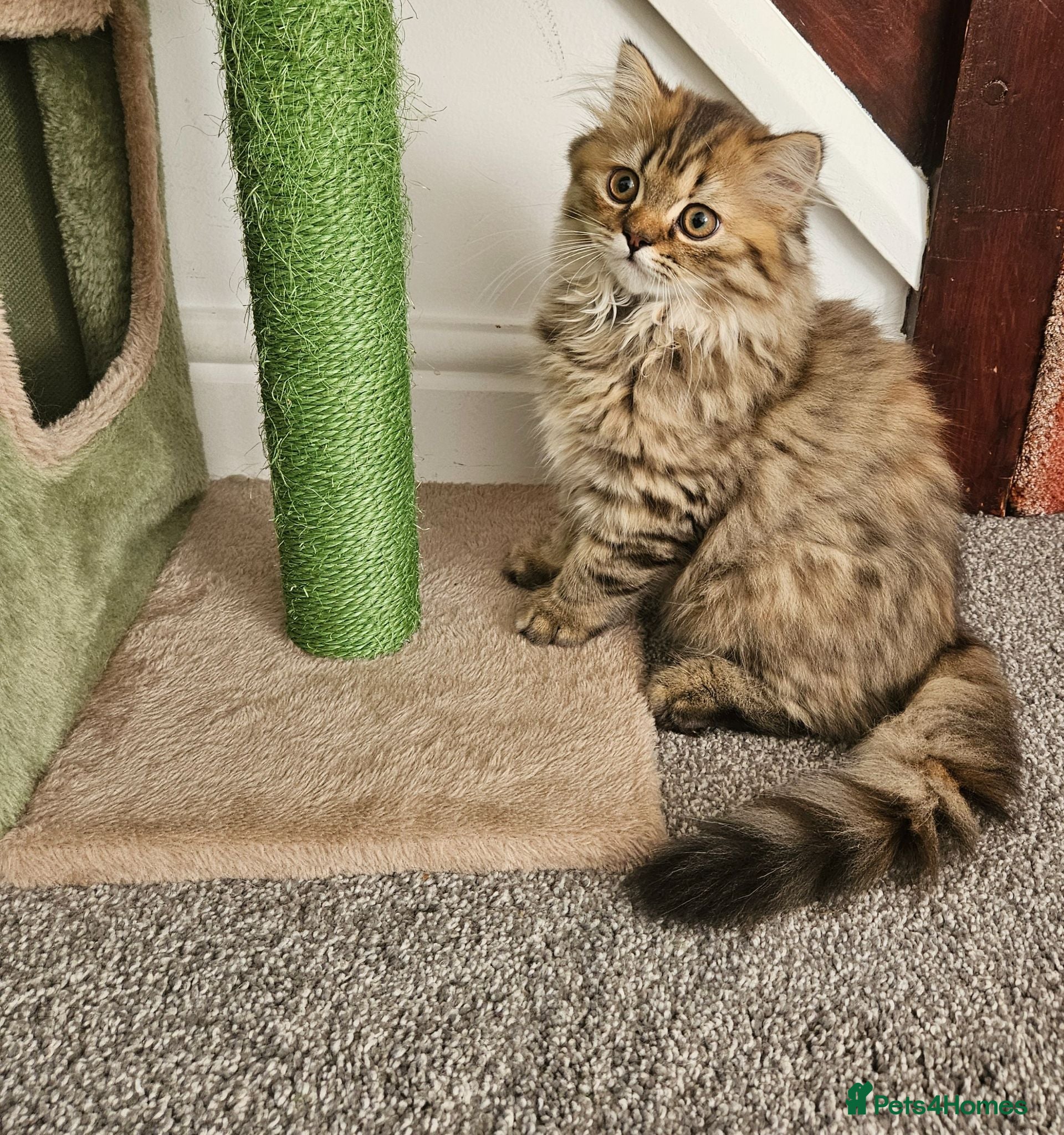 Scottish Fold cats Adorable Scottish Fold Straight Ear Tabby Kittens  - Advert 2