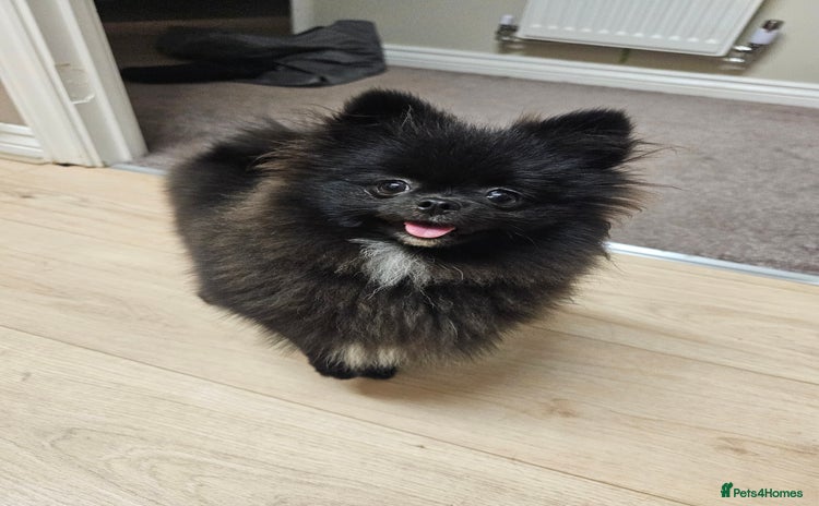 Pomeranian dogs - Advert 10