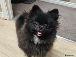 Pomeranian dogs - Advert 16