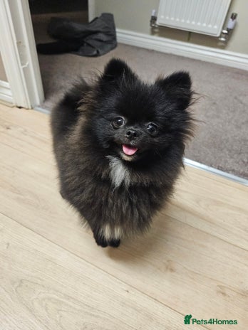 Pomeranian dogs - Advert 6
