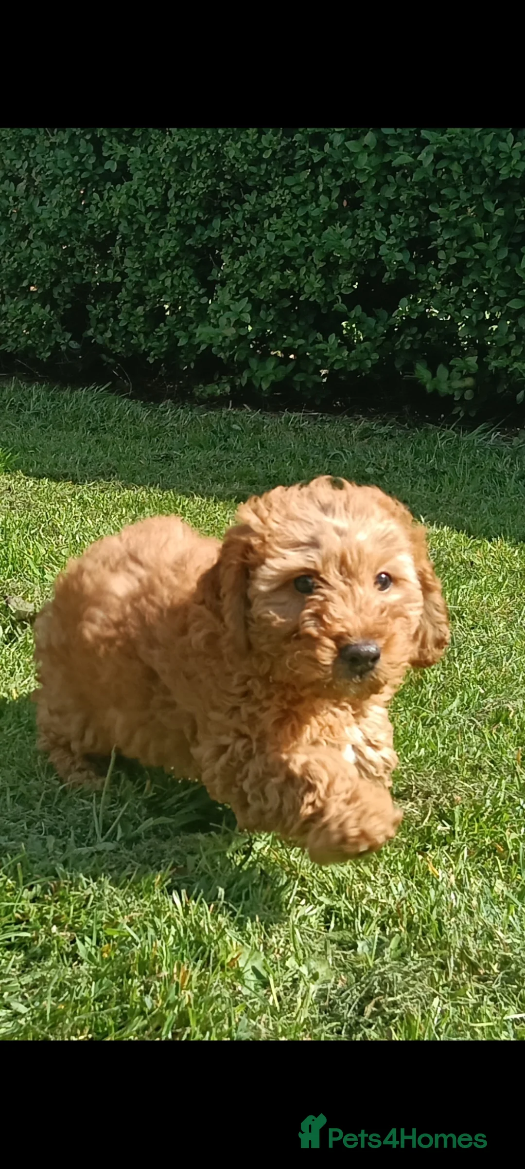 Cockapoo dogs for sale: Ready now- F1b Miniature Cockapoo Pup Charlie  - Advert 1