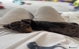 Miniature Dachshund dogs for sale: Miniature Dachshund  - Image 6