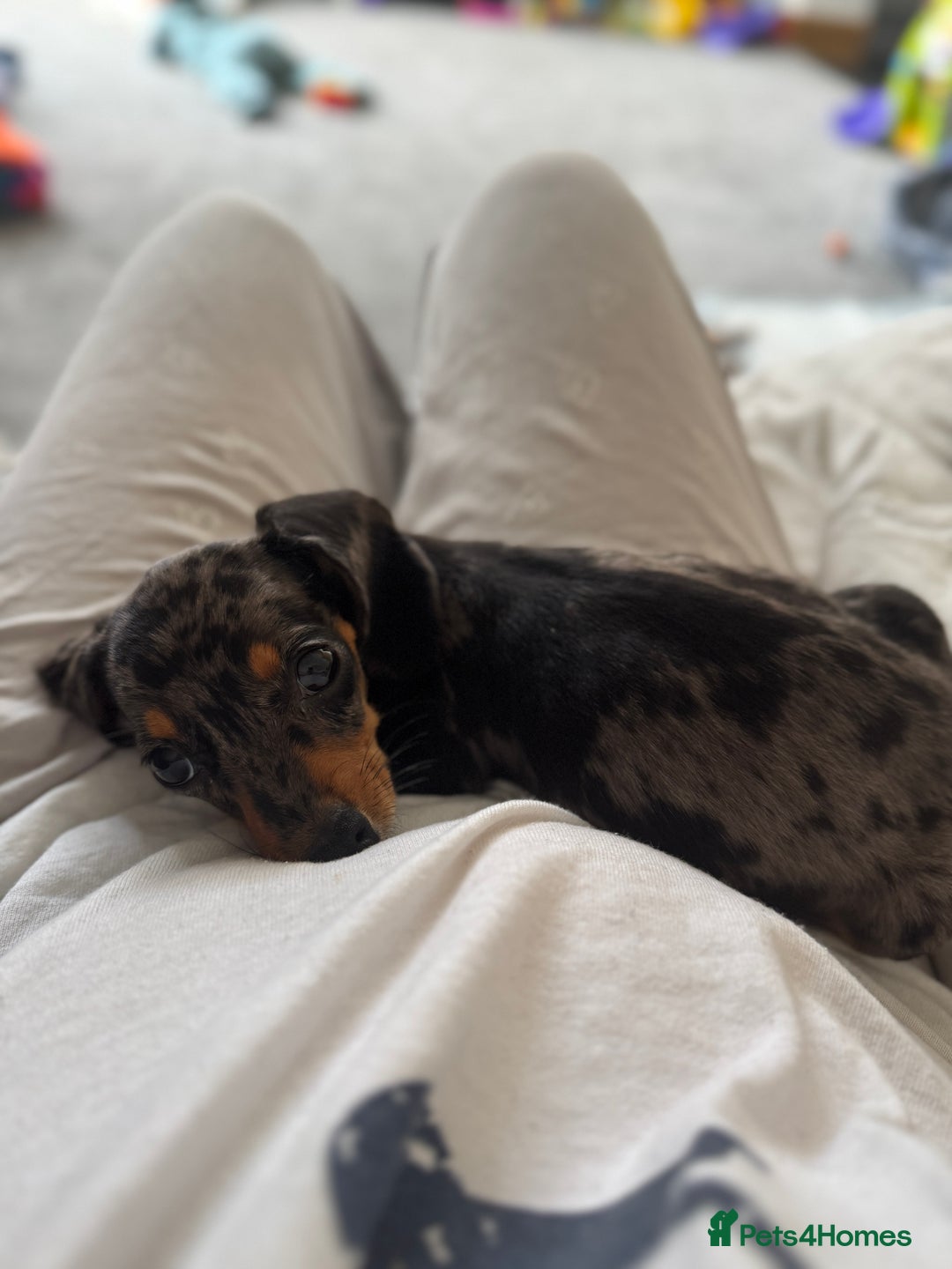 Miniature Dachshund dogs for sale: Miniature Dachshund  - Image 6