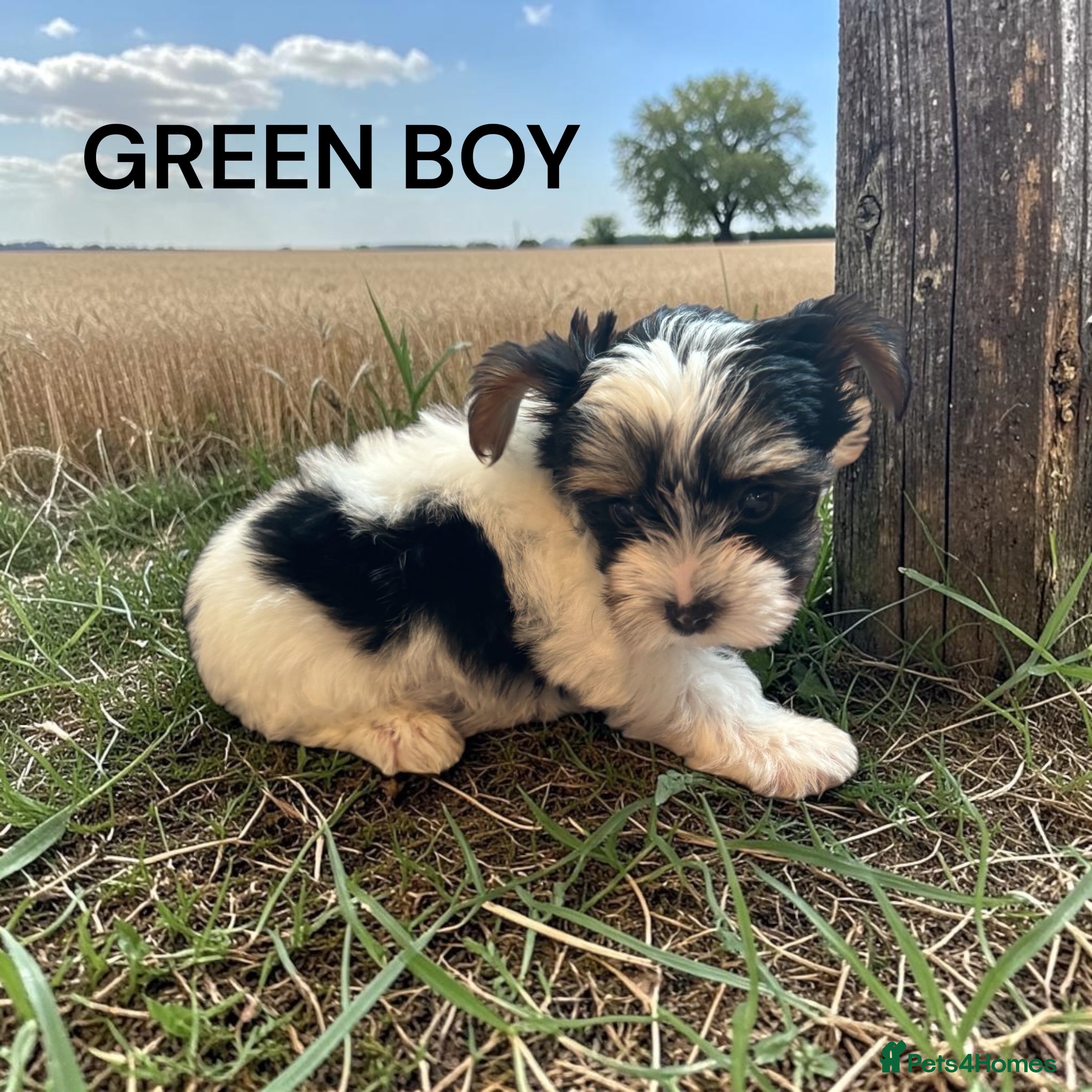 Yorkshire Terrier dogs for sale: beautiful  - Advert 4