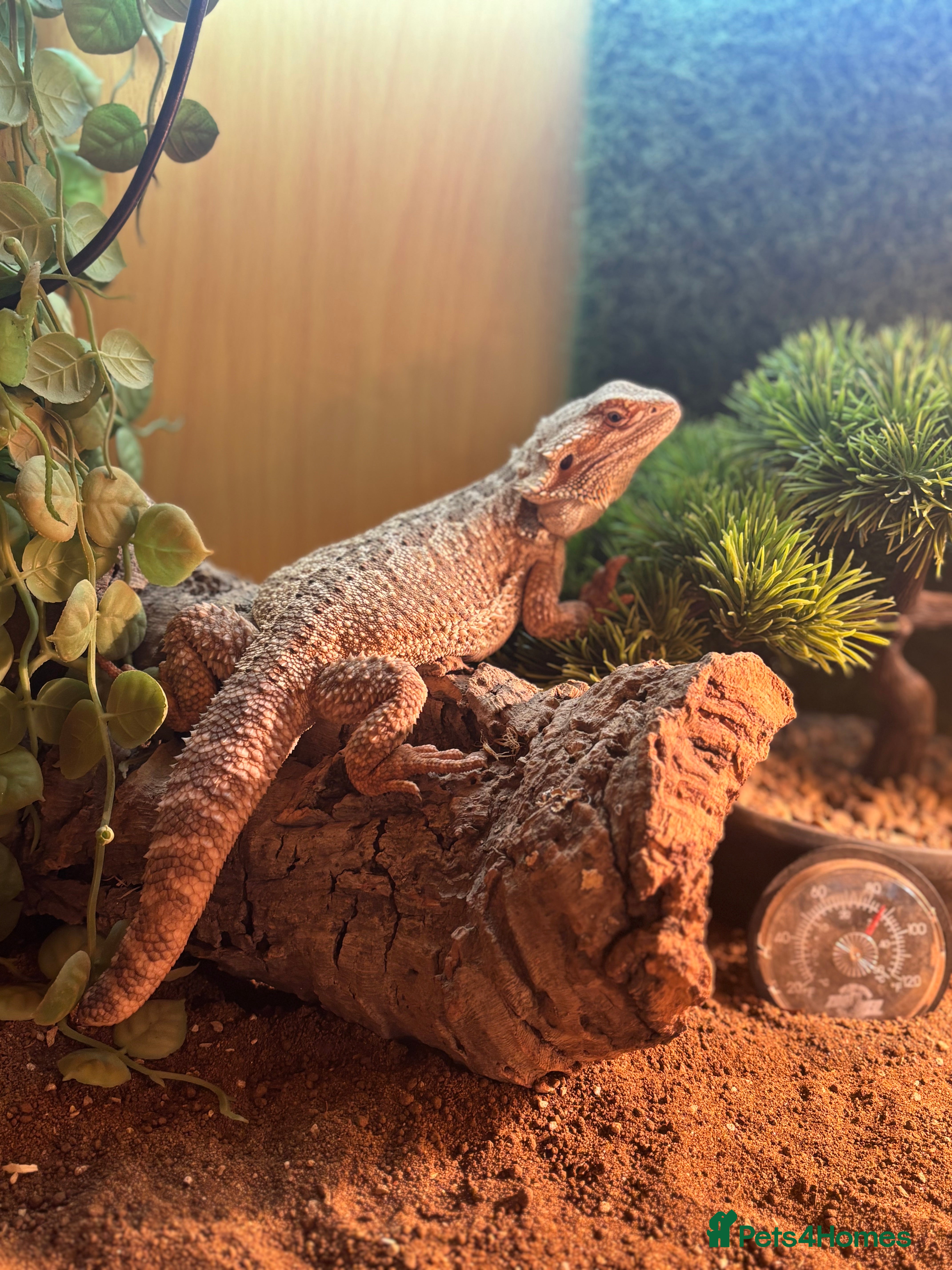 Bearded Dragon reptiles Breaded dragon in Hemel Hempstead - Advert 3