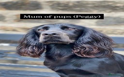 Cocker Spaniel dogs for sale: Working cocker spaniels - EXCELLENT BLOODLINE - Image 1
