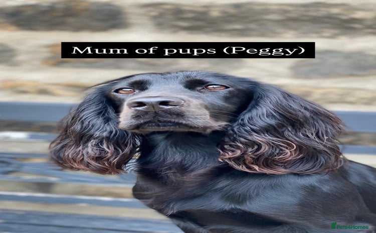 Cocker Spaniel dogs - Advert 1