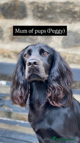 Cocker Spaniel dogs - Advert 3