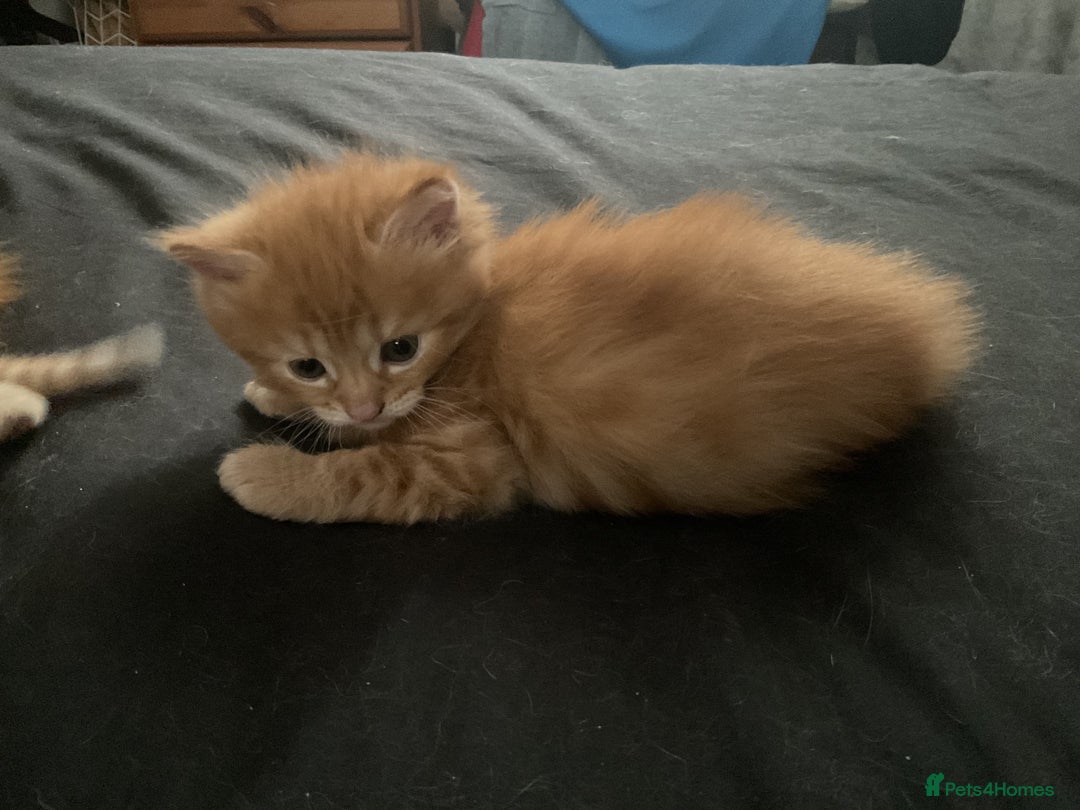 Maine Coon cats for sale: 2 Beautiful Ginger Maine Coon Cross Kittens - Image 11