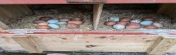 Chickens poultry for sale: Chicken and rooster ⭐ in Chigwell - Advert 9